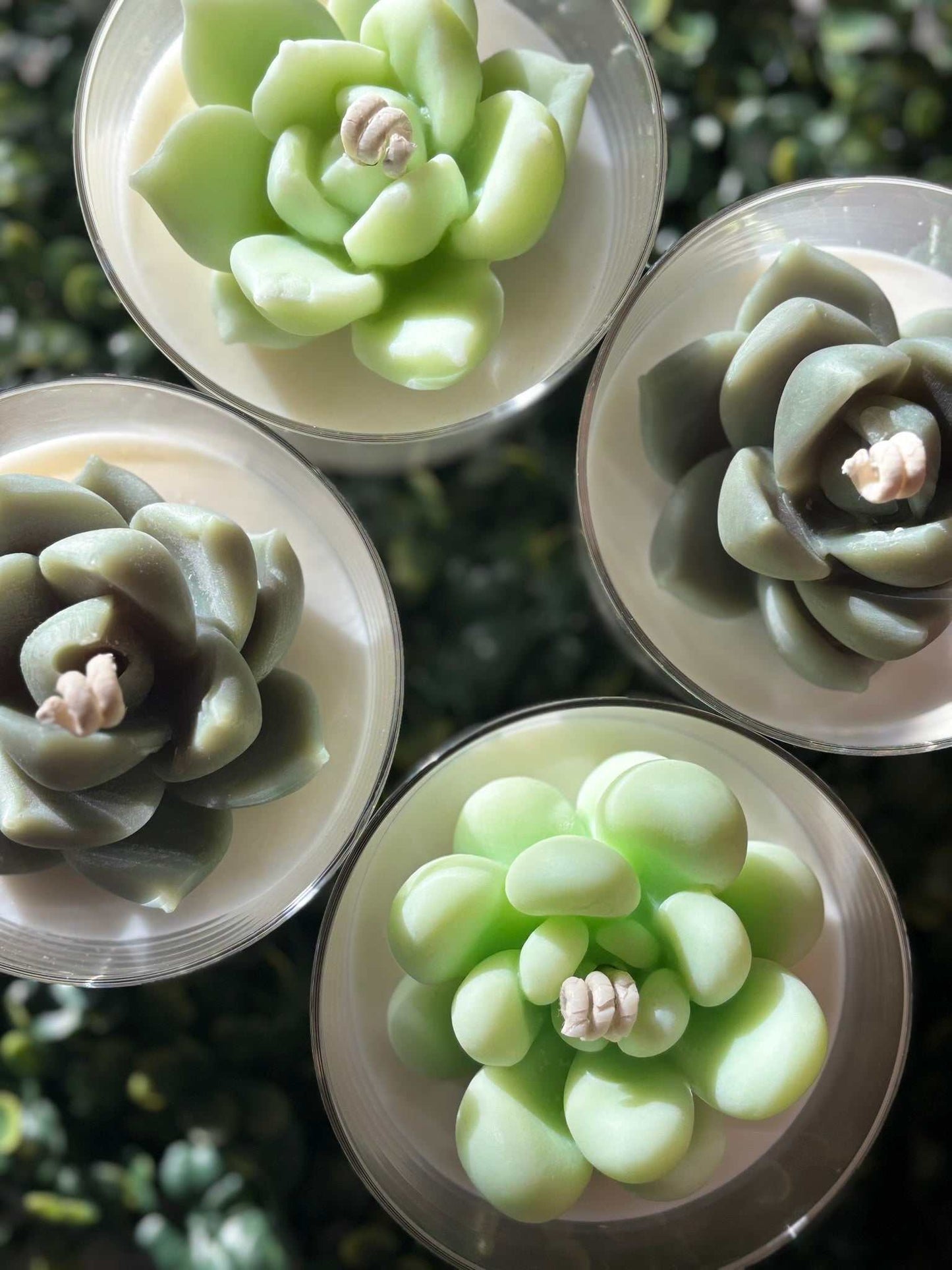 Succulent terrarium candles in coconut soy wax with lifelike green succulent tops, eco-friendly home decor.