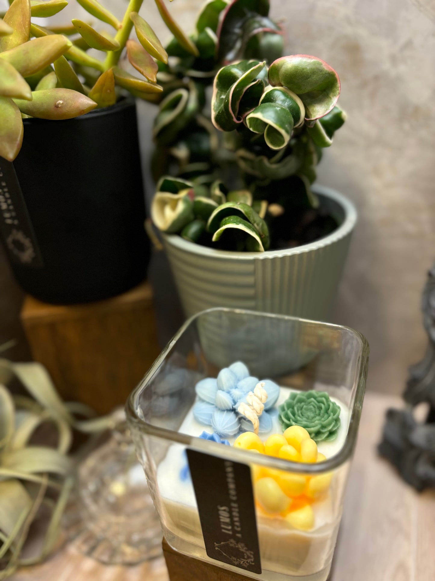 Succulent Terrarium Candle - Medium Square Jar